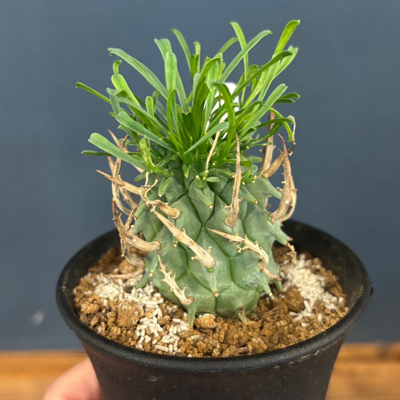 【現品】2026年 ユーフォルビア福袋 30,000円