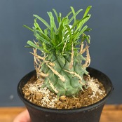 【現品】2026年 ユーフォルビア福袋 30,000円