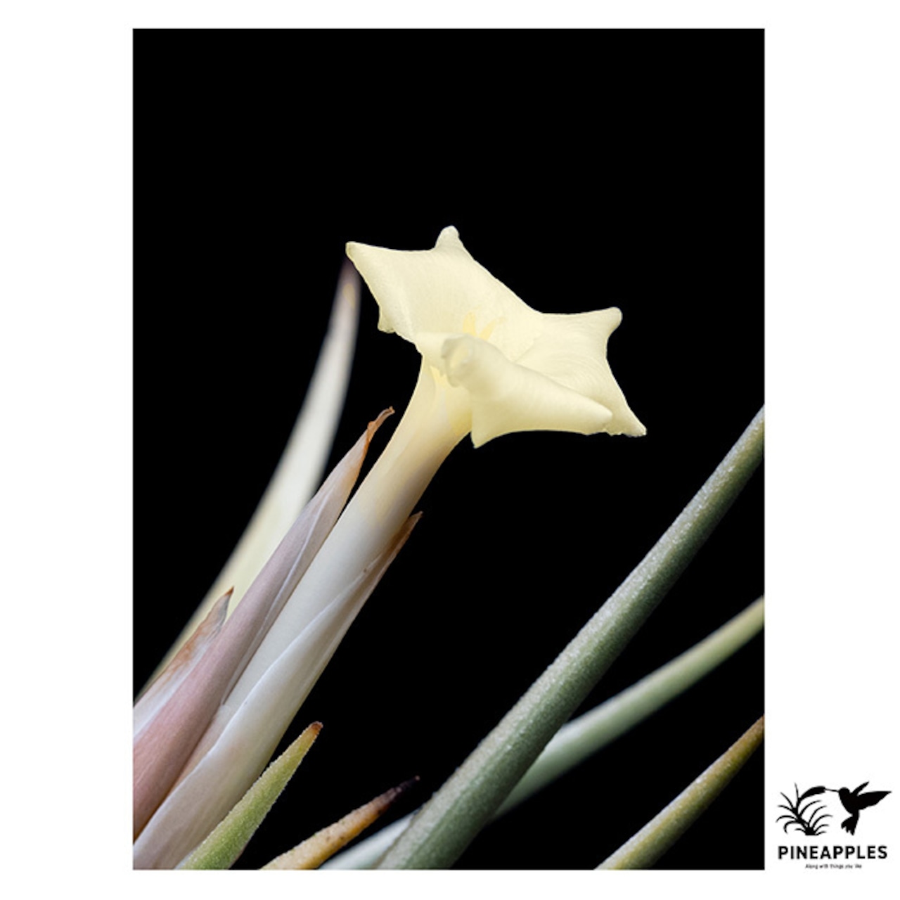 Tillandsia xiphioides var. lutea (Medium) - 1