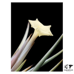 Tillandsia xiphioides var. lutea (Medium)