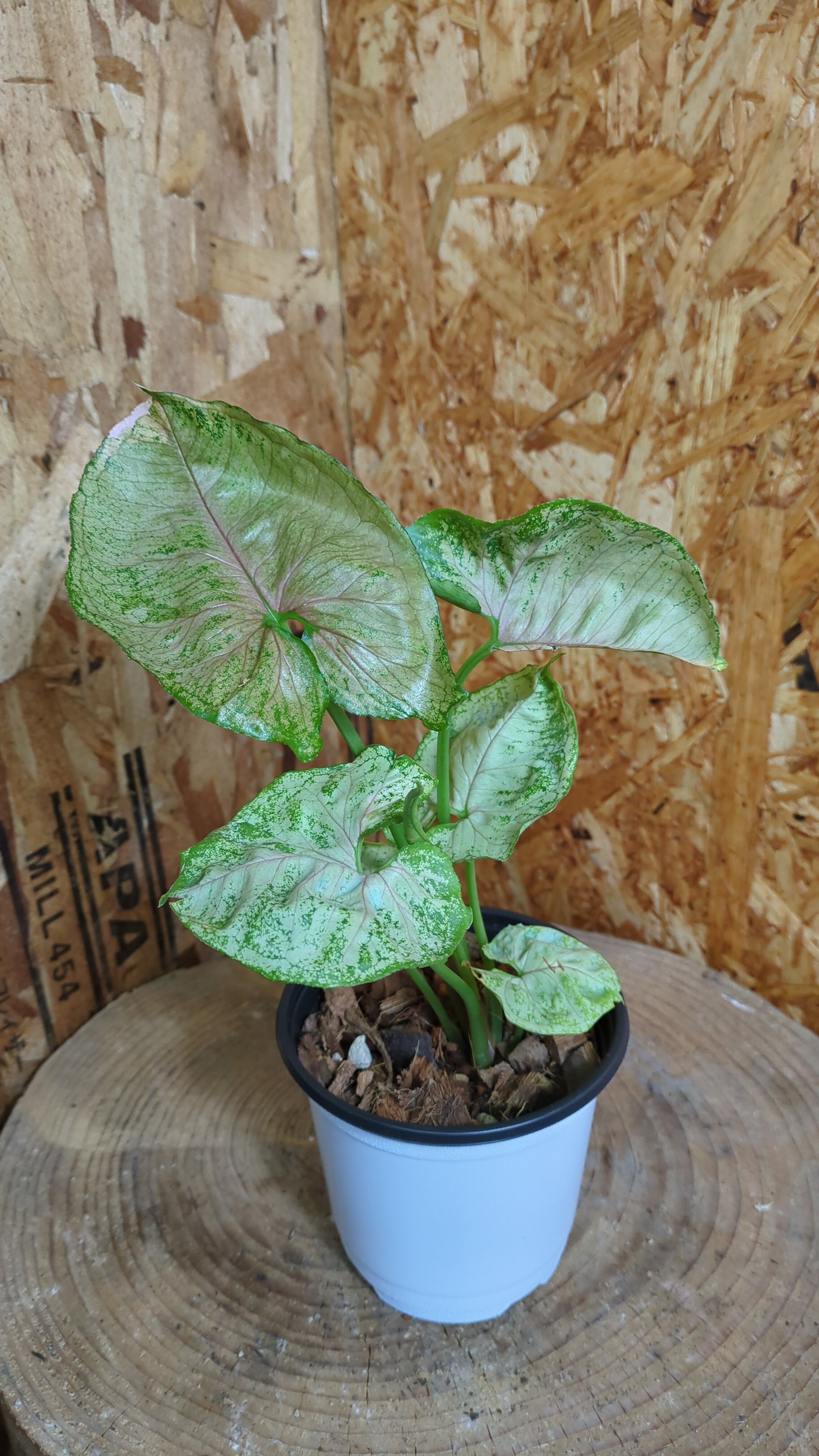 1ペア パルナシウス・エバースマニ（ロシア/シベリア産） 異常型