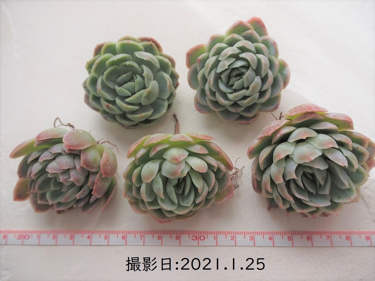 encino × laurensis 韓国苗 カット苗 トロピカルガーデン 多肉 encino × laurensis 韓国苗 カット苗 トロピカルガーデン 多肉 【公式