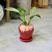 フィロデンドロン・バーキン