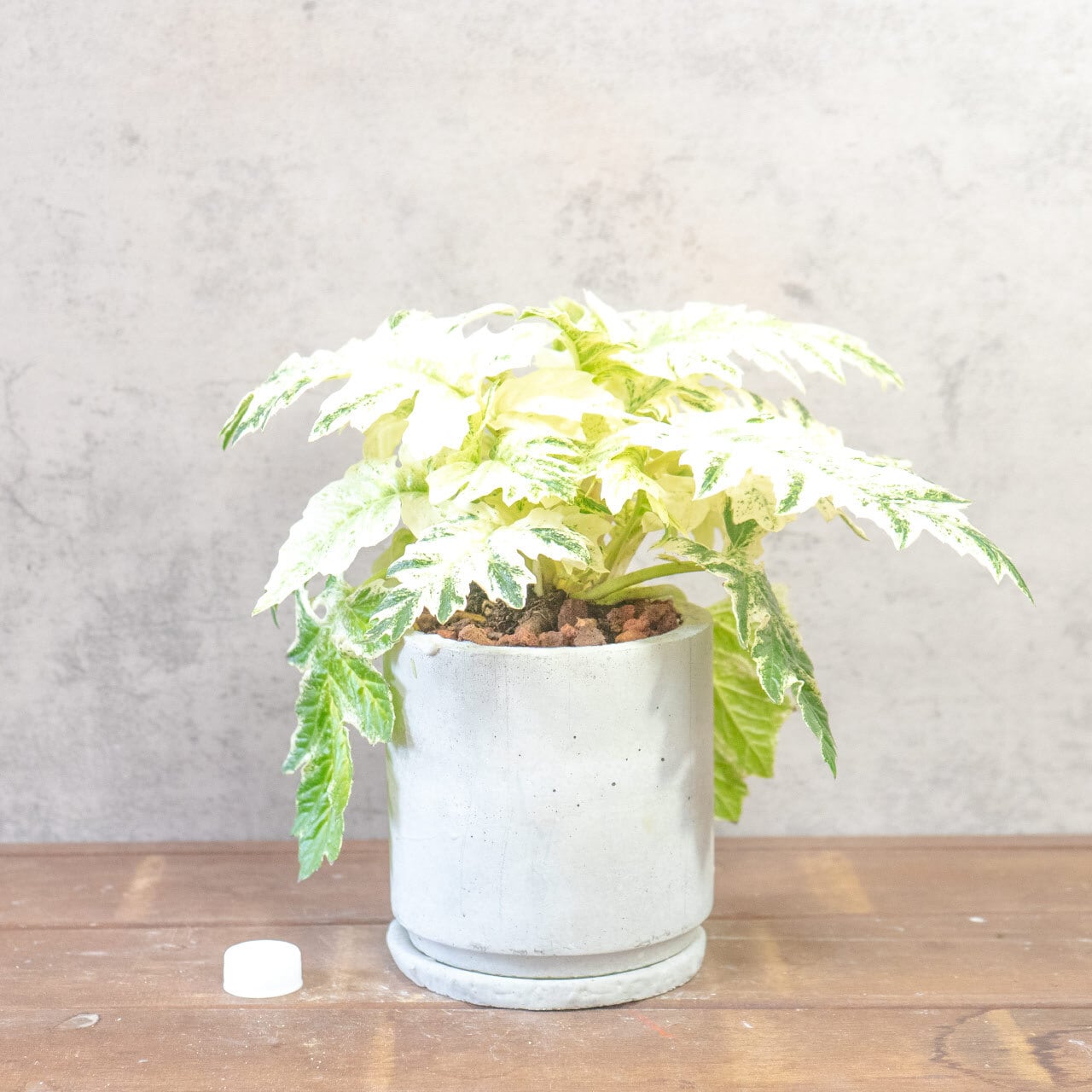 【ゴージャスな斑入り葉】アカンサスモリス・タスマニアエンジェルを、根腐れを防ぐ独自配合の用土で。美しい葉を健やかに保つ仕立て｜虫発生抑制｜送料全国一律850円