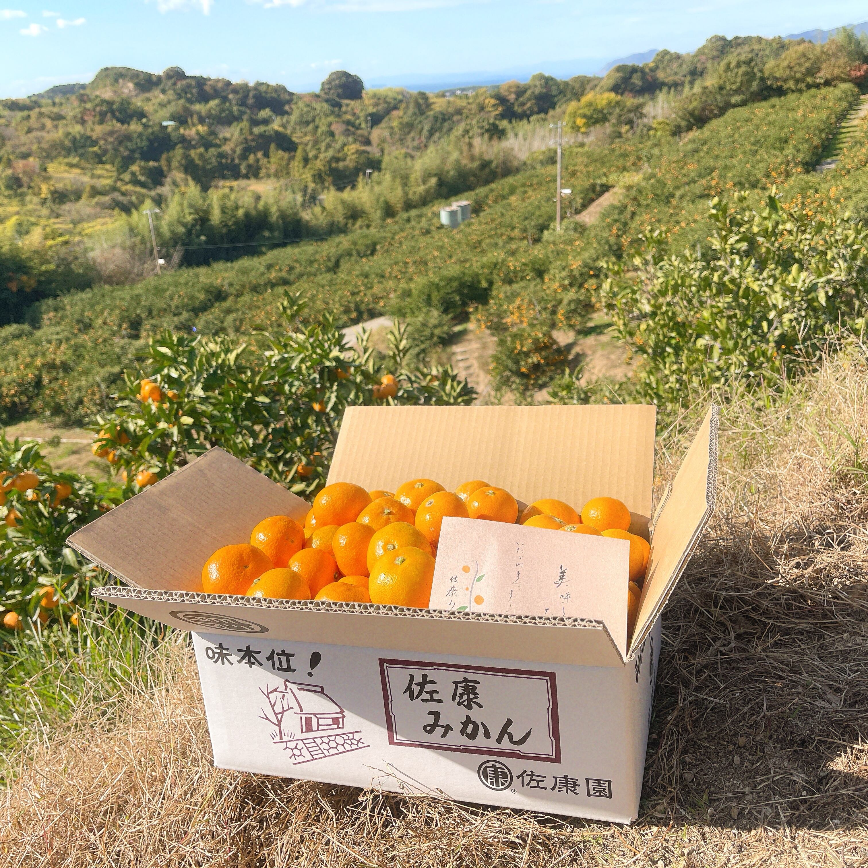 みかん（Sサイズ） 10kg | 紀州・和歌山の絶品みかん - 人が真似