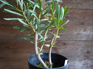 【現物】プロテア ”ルビーブラッシュ” 6号 B