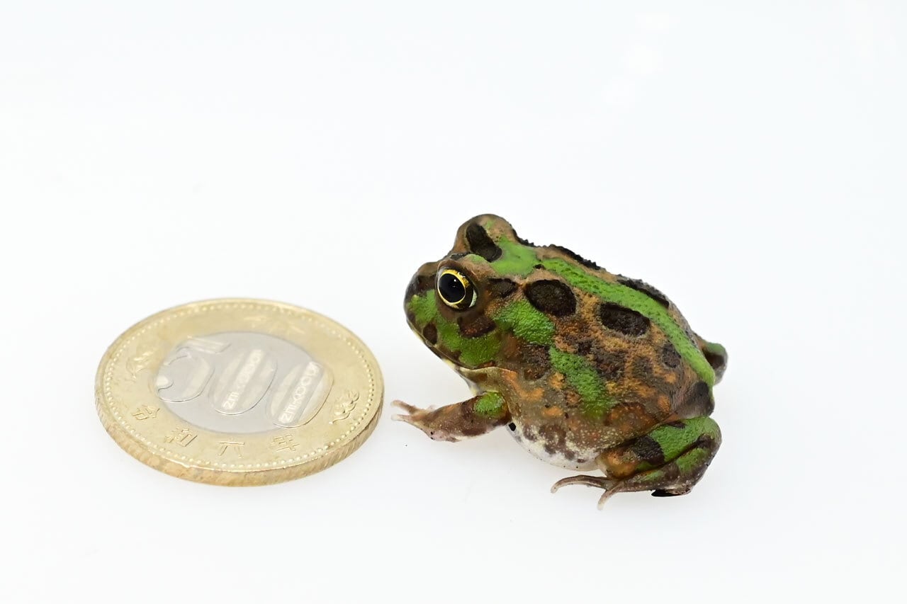 チャコガエル ヤングサイズ（500円玉以上） 1匹 | カエル通販：おたま商会