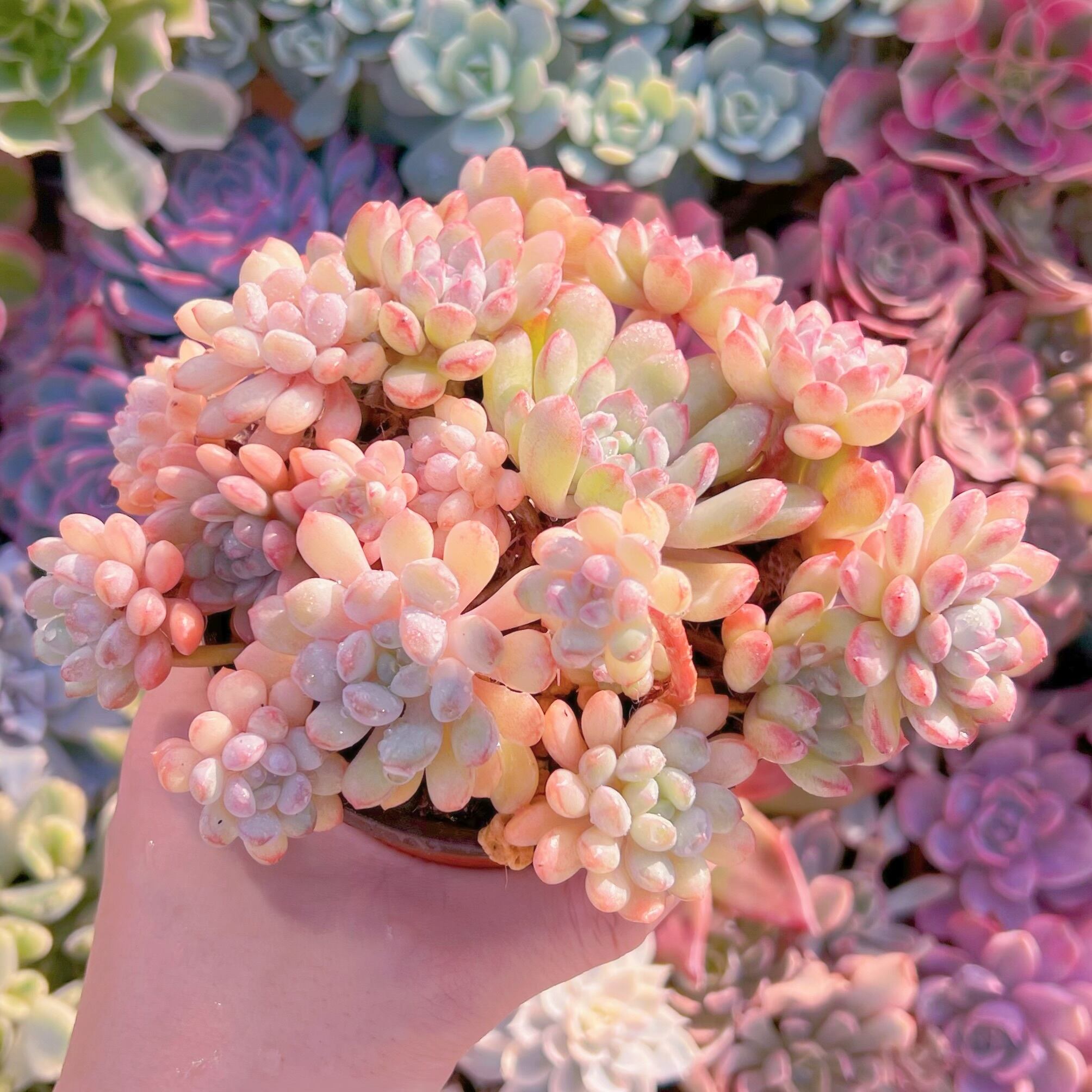 現品　萌豆#847　るる農園