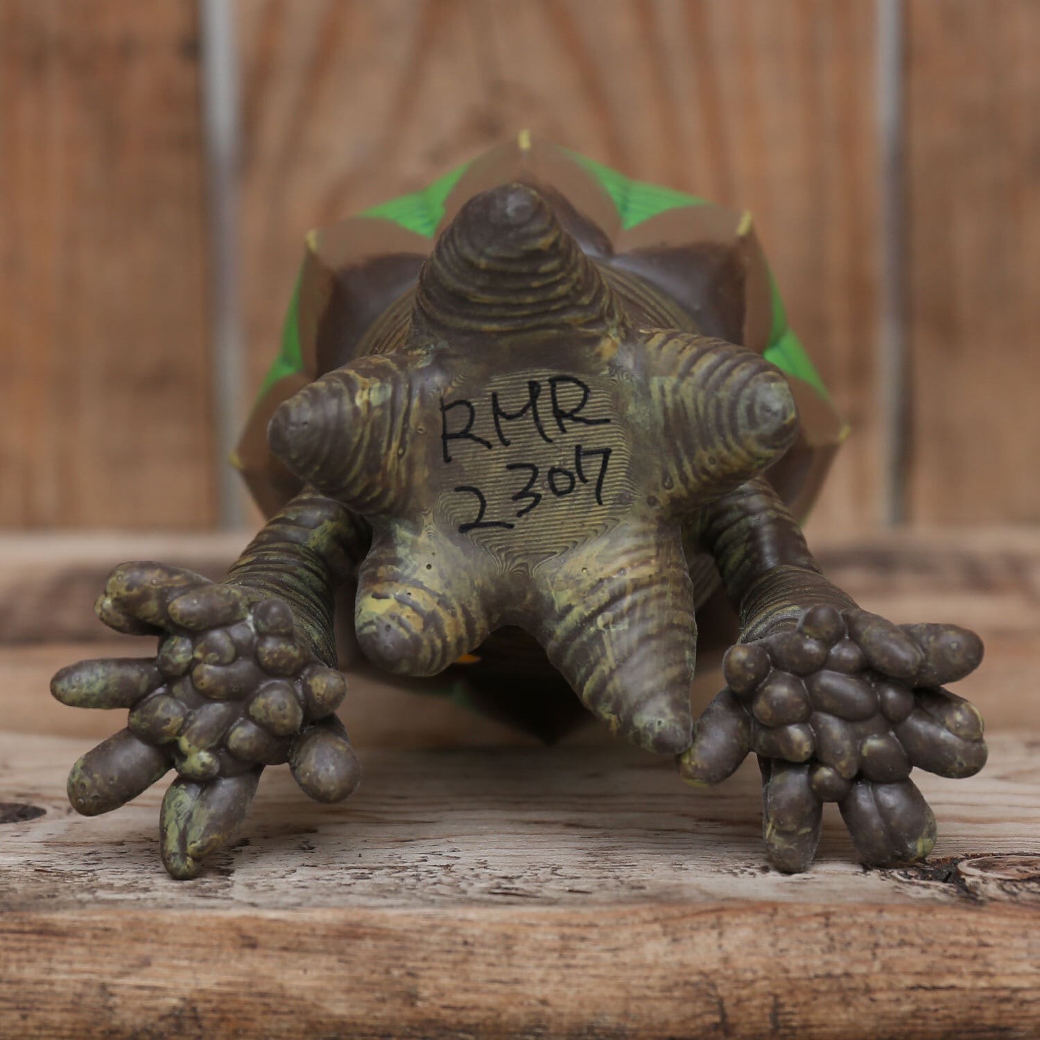 激レア 2頭 モンスト ユーフォルビア オベサ Euphorbia obesa 激レア 2頭 モンスト ユーフォルビア オベサ Euphorbia obesa