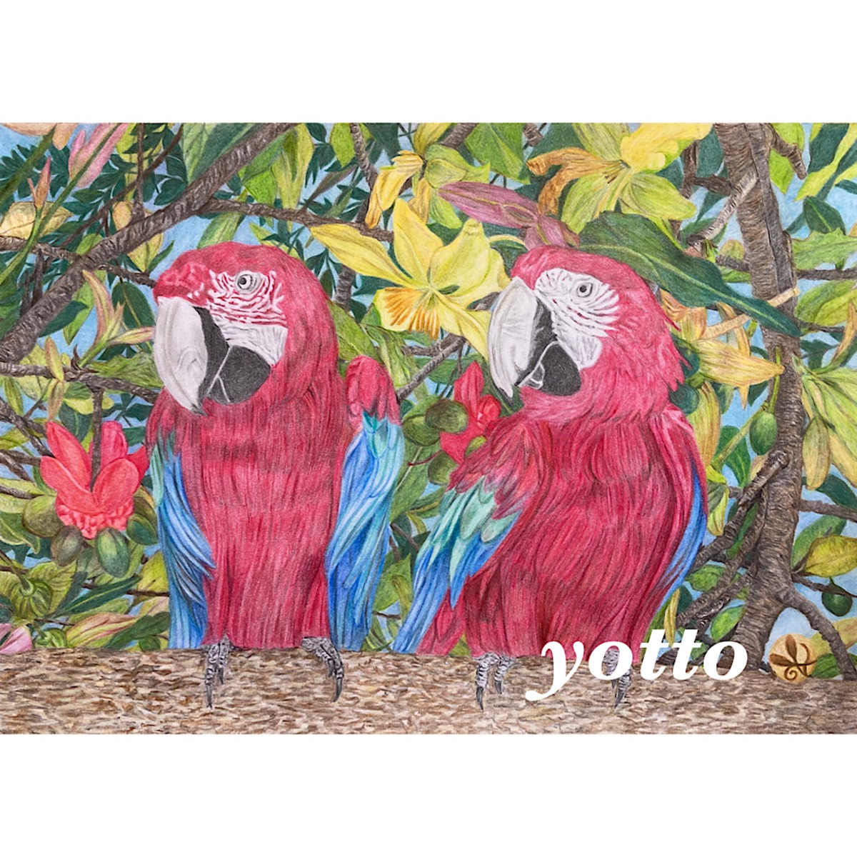 コンゴウインコ　絵画 ベニコンゴウインコ 」 | yotto's gallery【 色鉛筆画 】