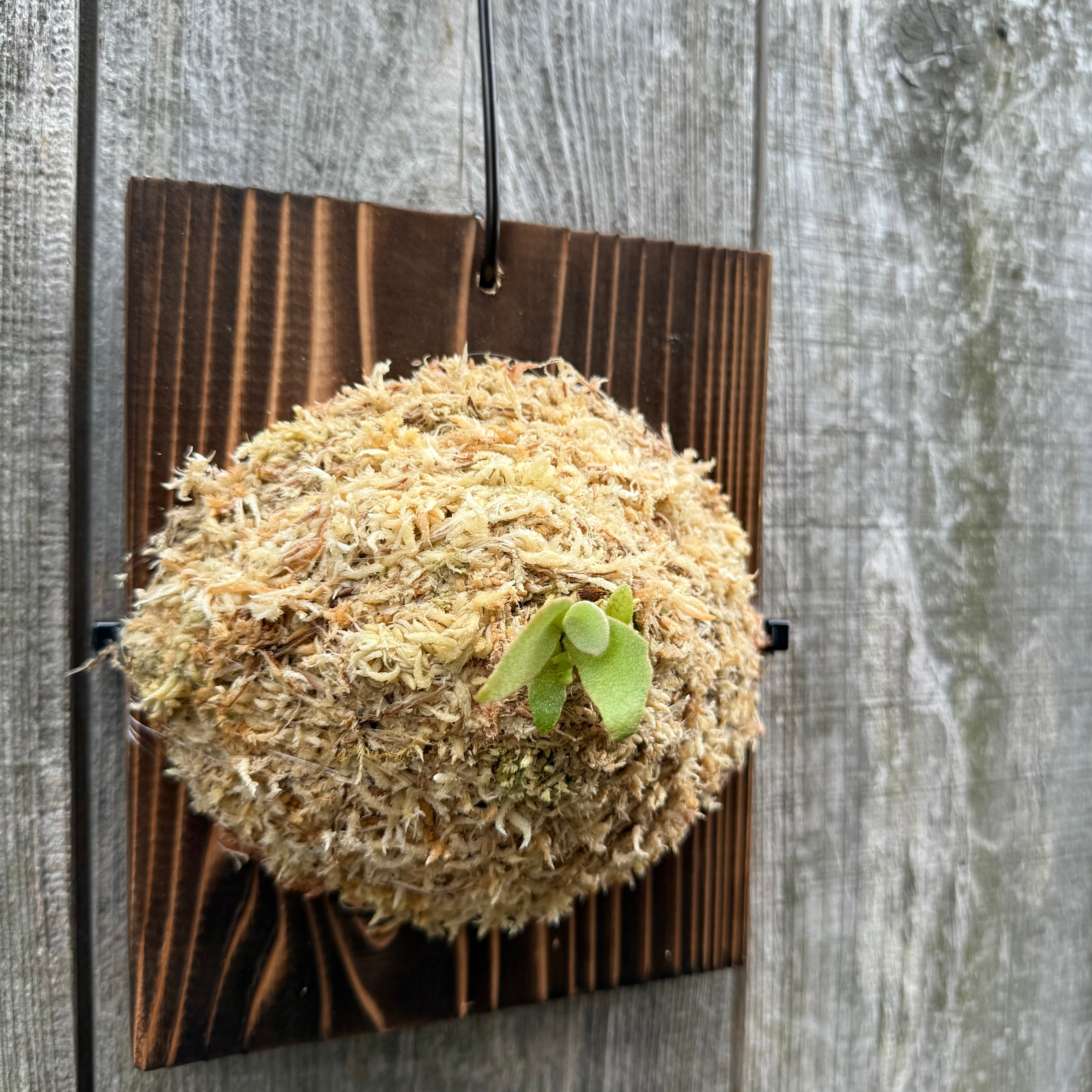 ビカクシダ P.Triceratops 三角龍（pup） P.Triceratops (三角龍) pup | naturefix