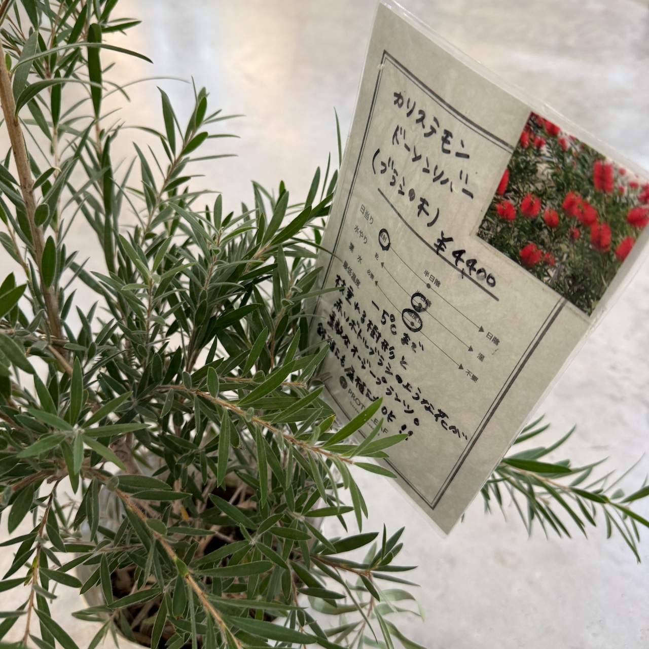 カリステモン ドーソンリバー【823】