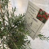 カリステモン ドーソンリバー【823】