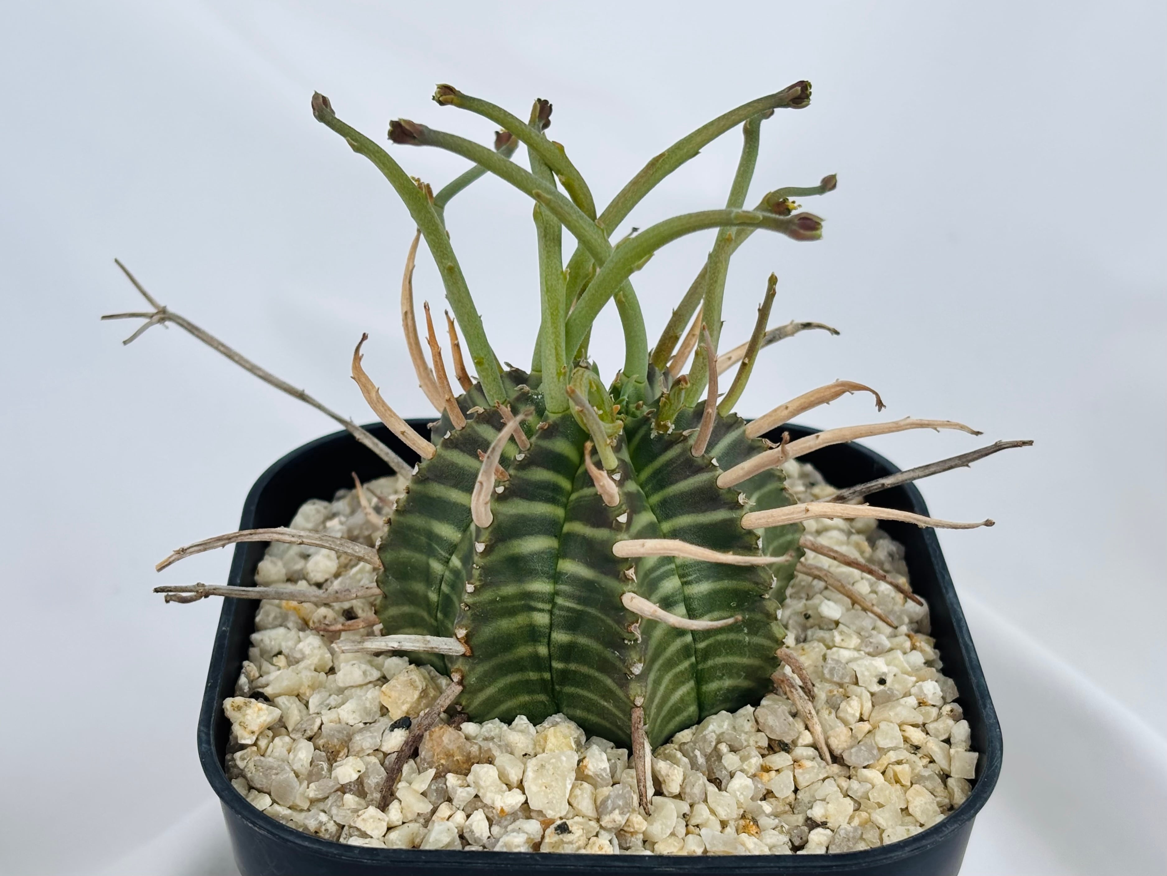 Euphorbia valida ユーフォルビア スーパーバリダ 多肉植物 | plants