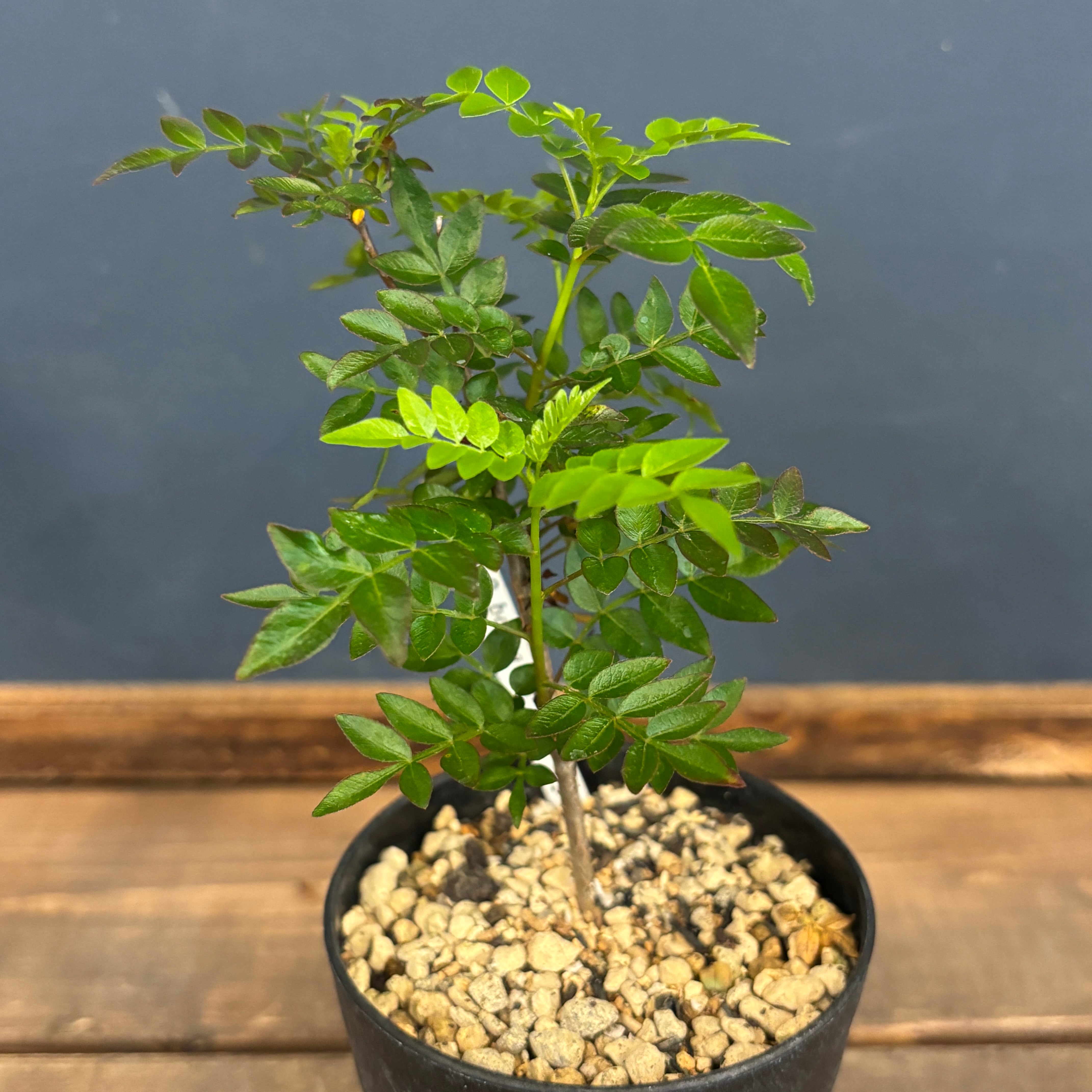 国内 実生株 オペルクリカリア ボレアリス オペルクリカリア ボレアリス【273】 | PROTOLEAF プロトリーフ