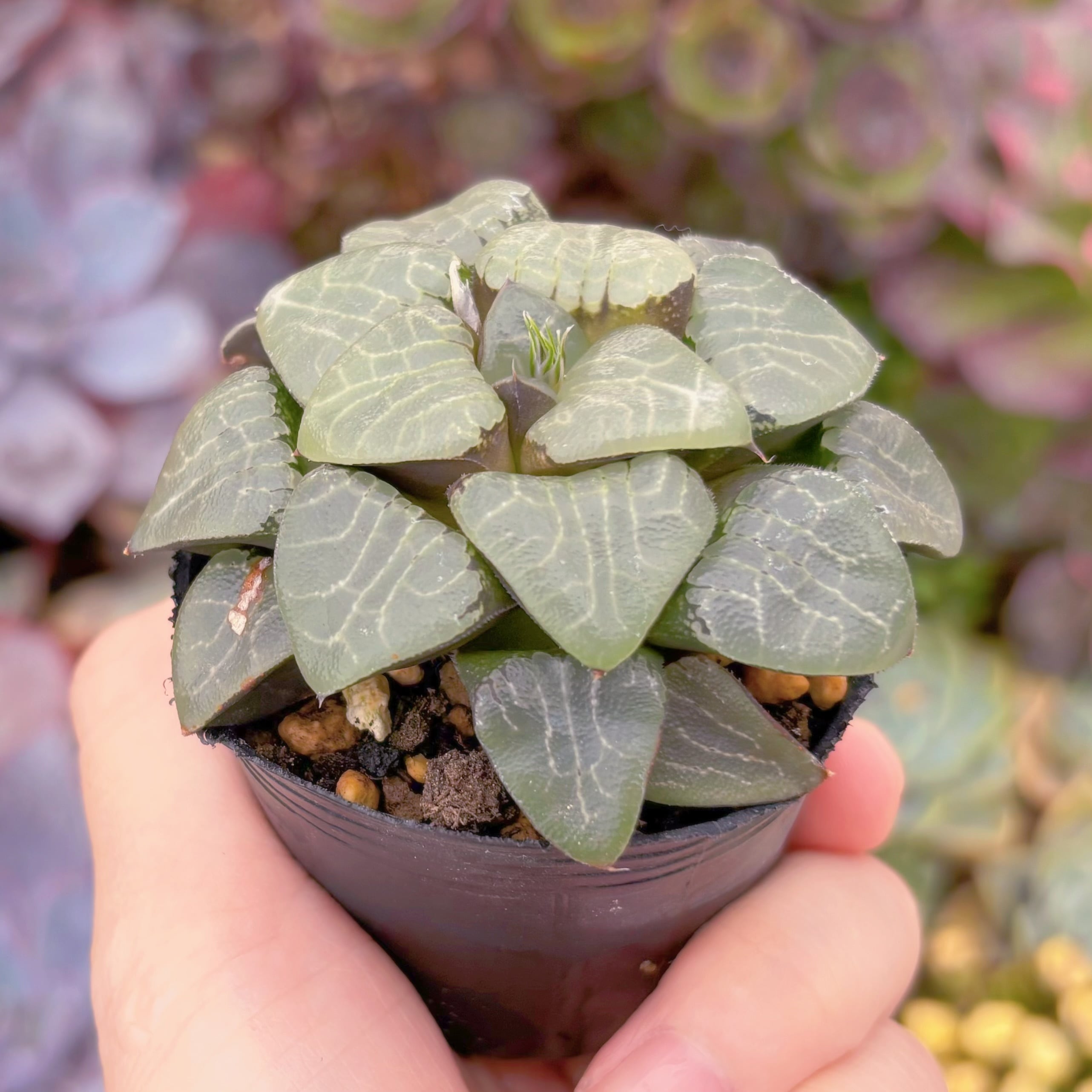 現品 ハオルチア月影寿#915 古株 るる農園 | るる農園~多肉植物専門