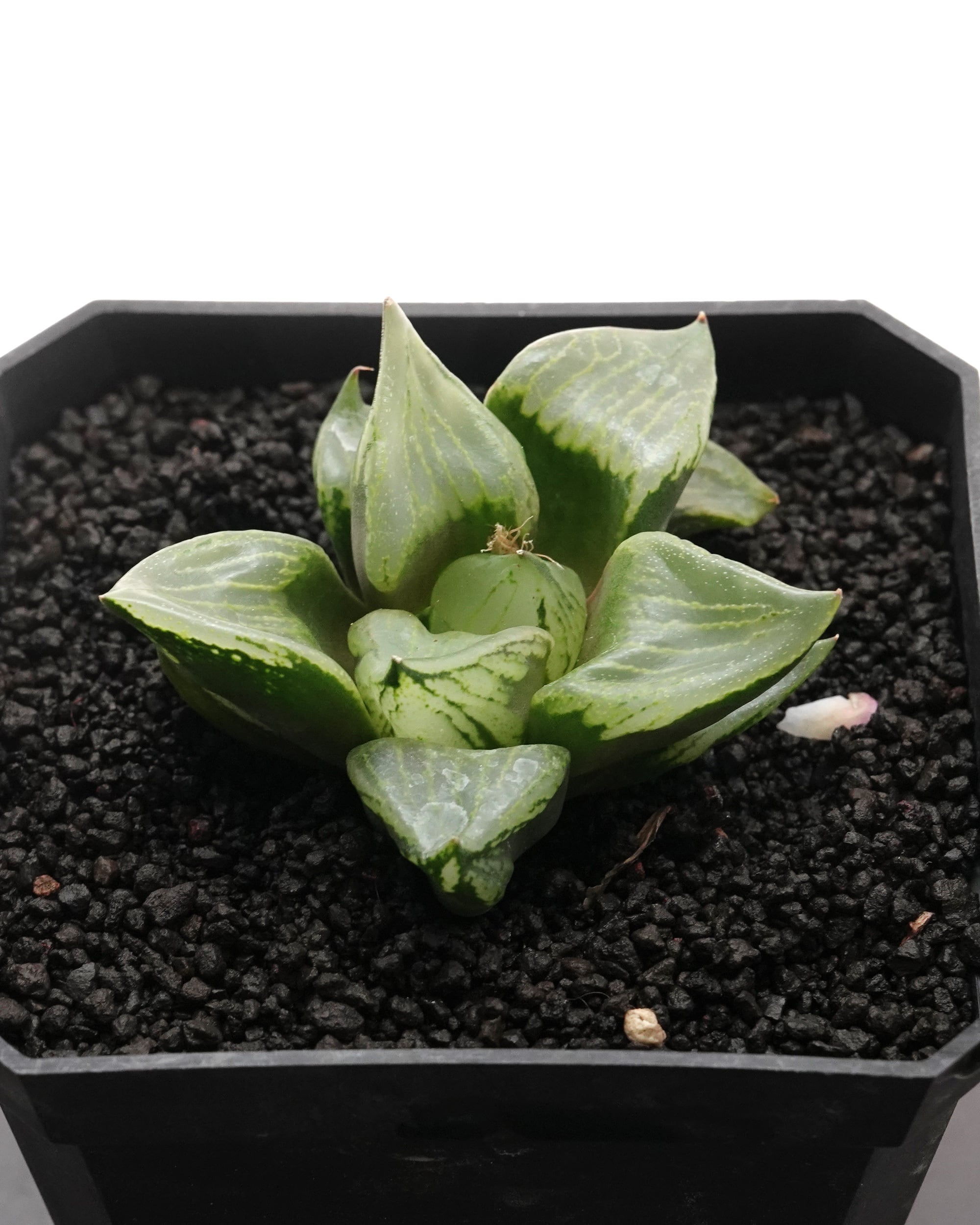 カット苗 ハオルチア 裏般若 日本最安値？！ Haworthia 'Ura Hannya