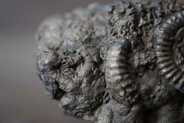 イギリス産黄鉄鉱化アンモナイト  Pyritized Ammonite 1514