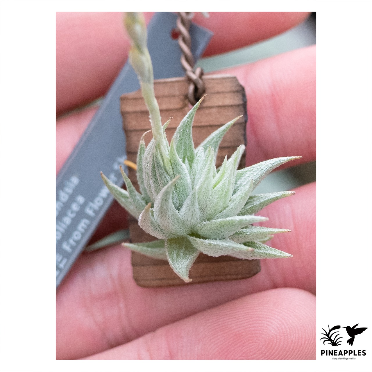 Tillandsia loliacea From FE - 1