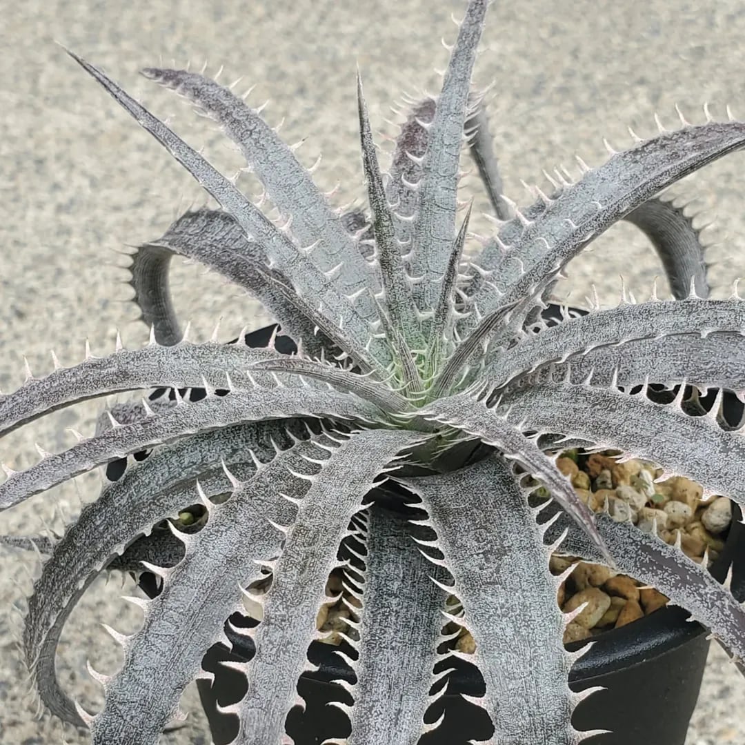 F00423_Dyckia delicata (Seed from Brazil)：ディッキア・デリカータ