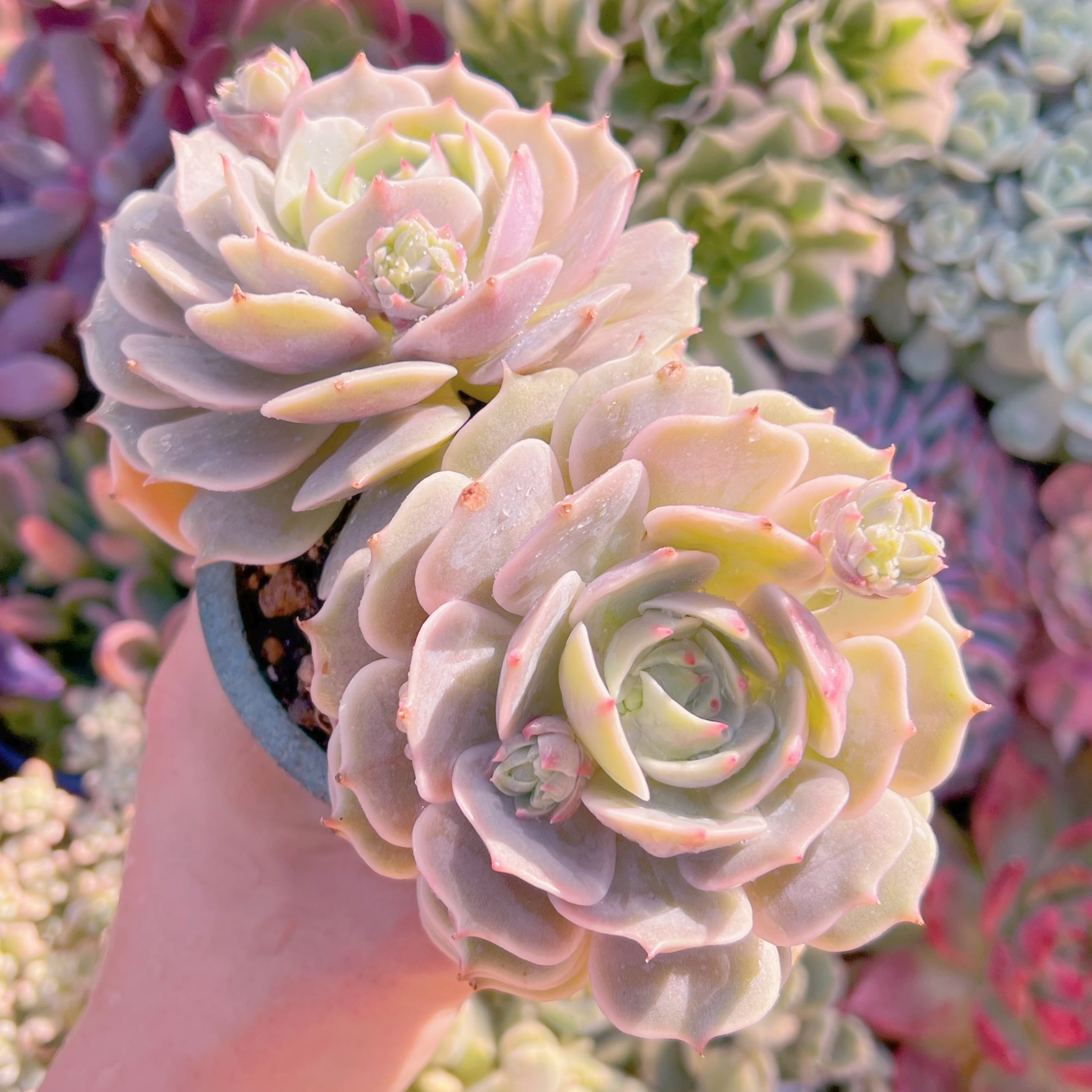 多肉植物　ローラ　2頭群生　大苗　新入荷　るる農園