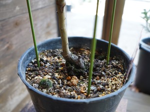 【現物】プロテア  "オーストラリスアイス"