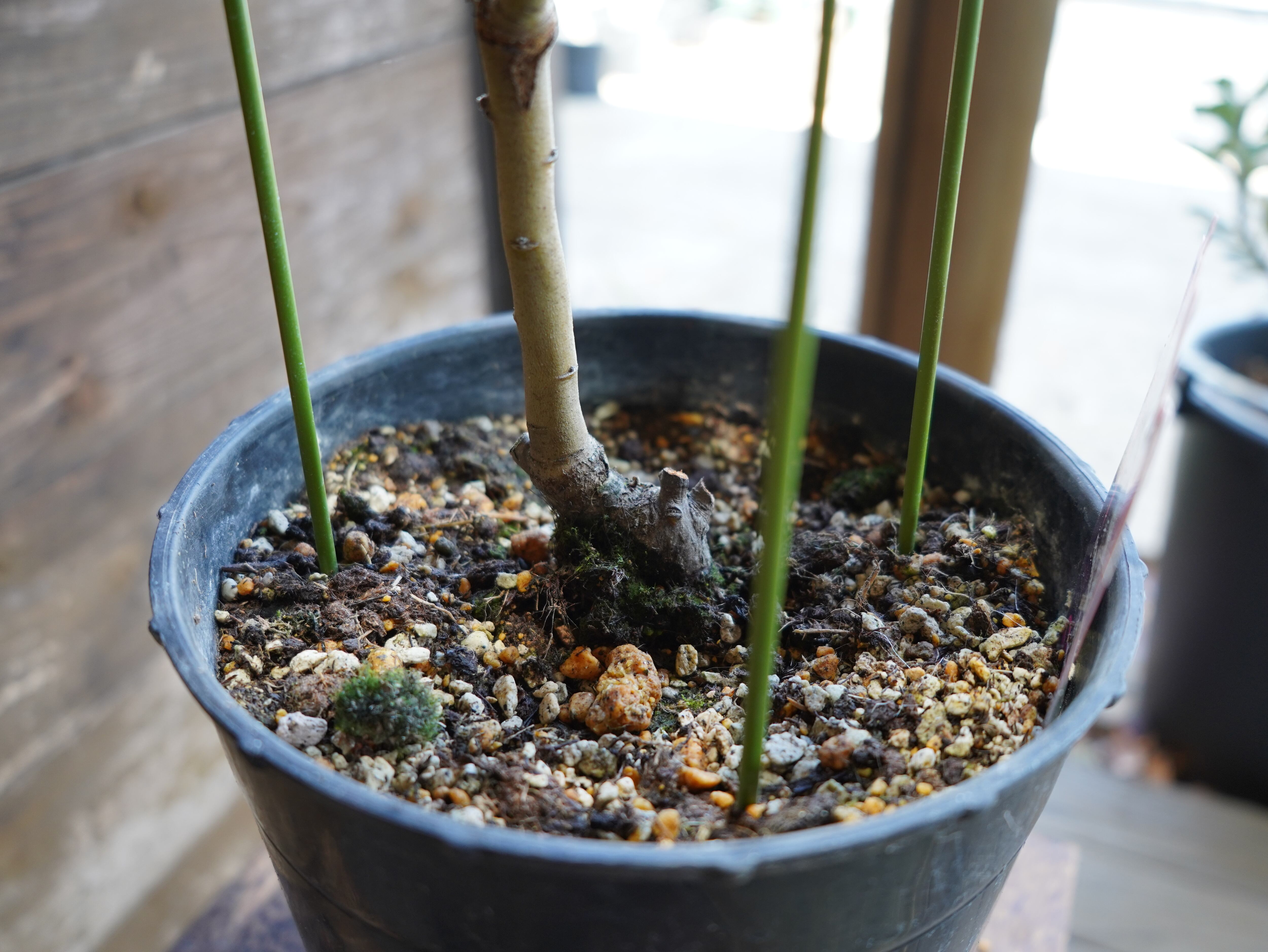 【現物】プロテア  "オーストラリスアイス"