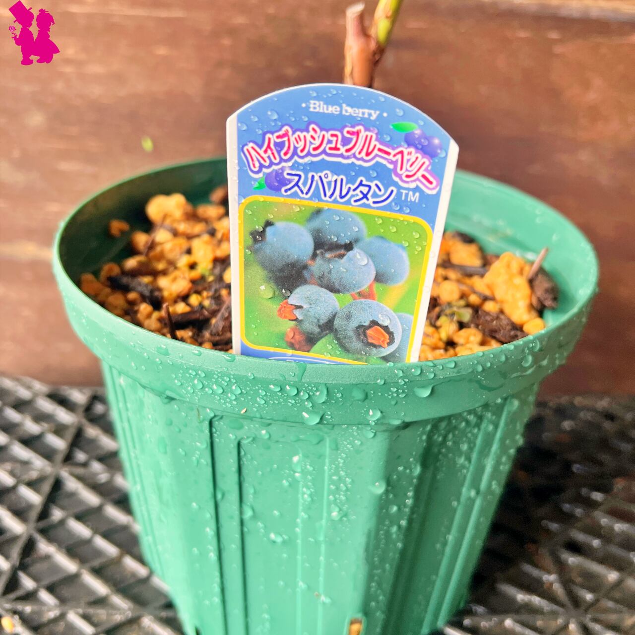 ブルーベリー苗 レガシー大苗2本セット 【公式通販】