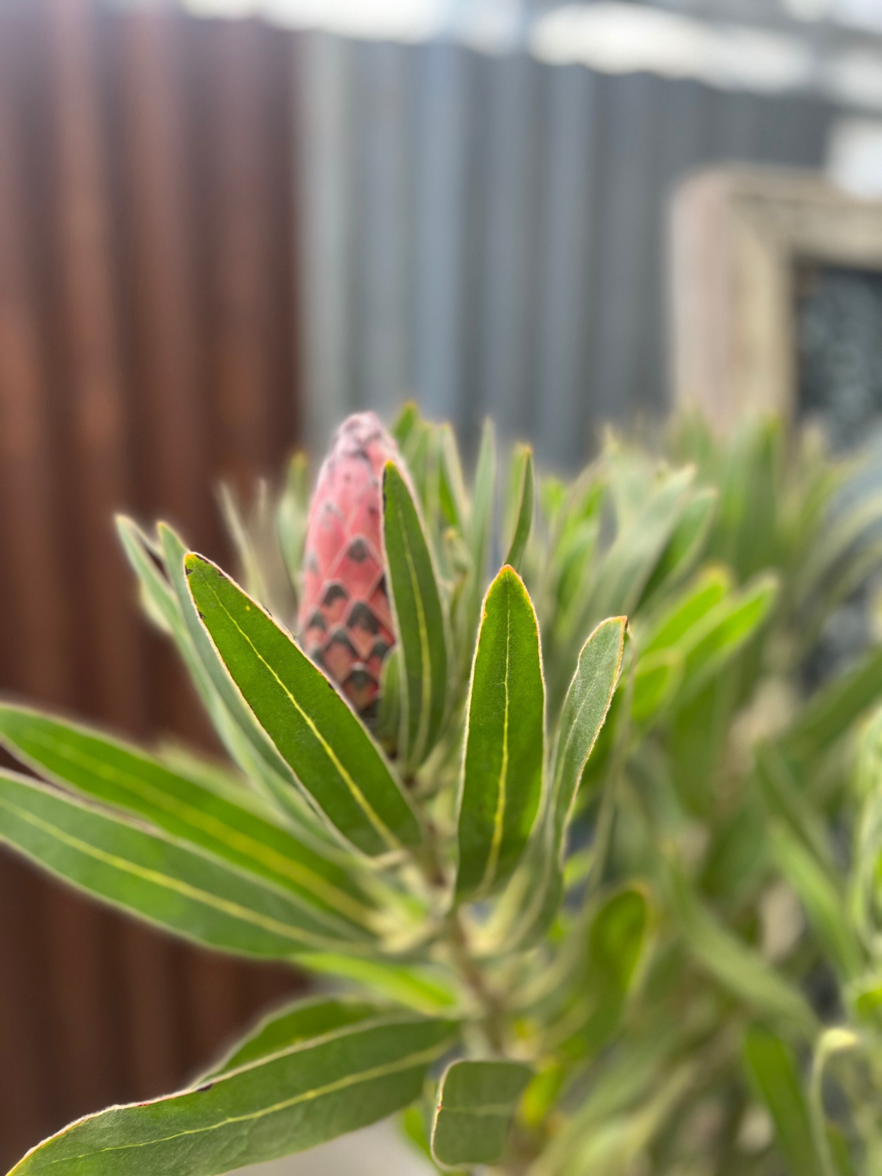 プロテア オーストラリスルビー 2F | 沼ノ上農園