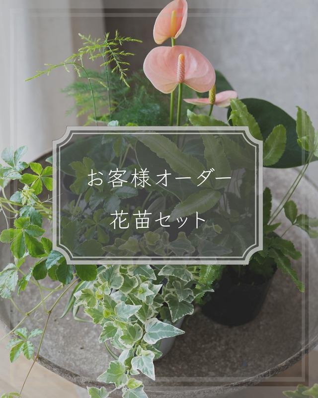 【お客様オーダー花苗セット】ペチュニアリースセット＋追加分