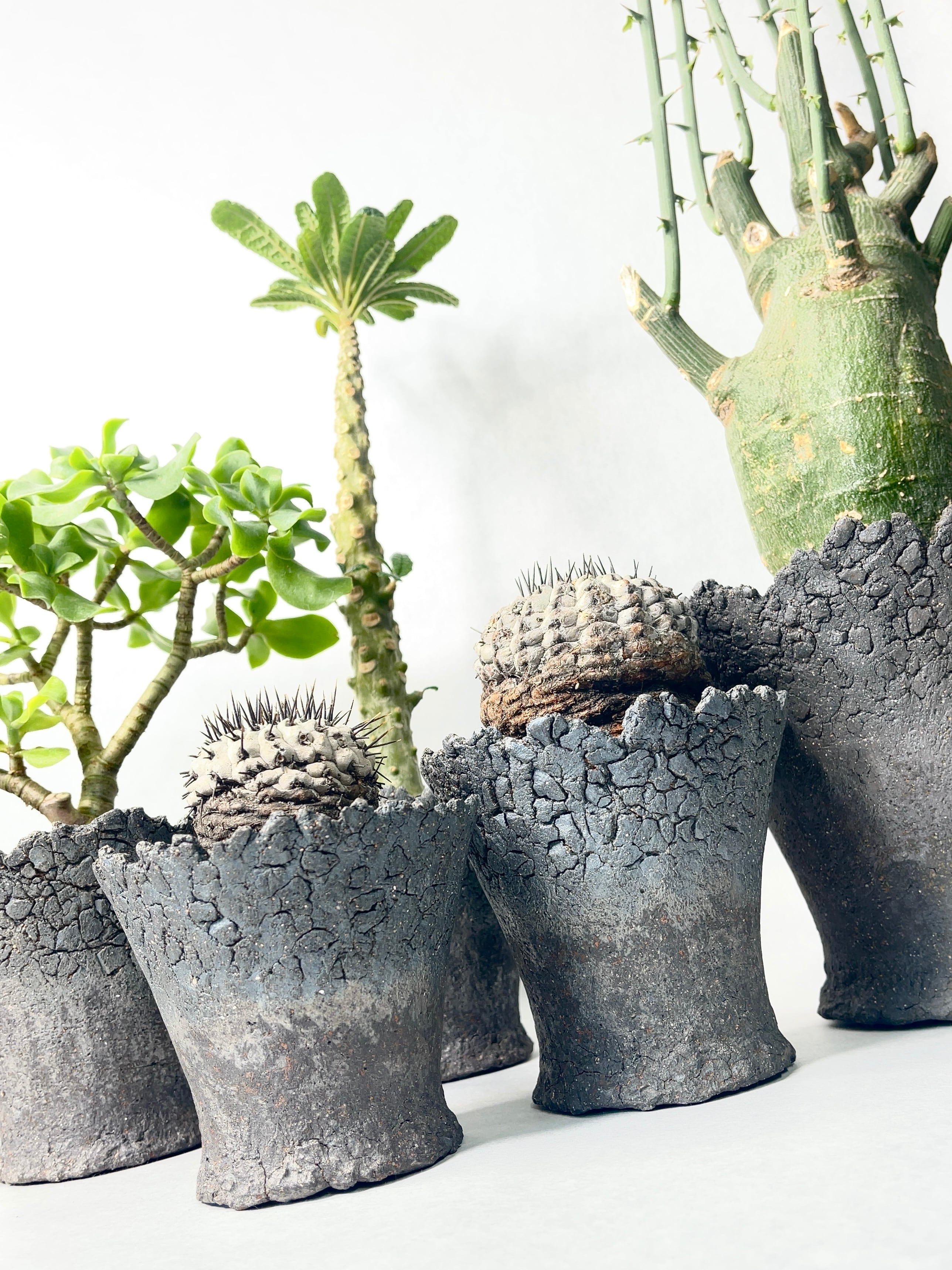 コピアポア・黒王丸 | trigger