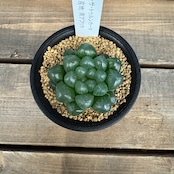 ハオルチア オブツーサ トゥルンカータ【80】