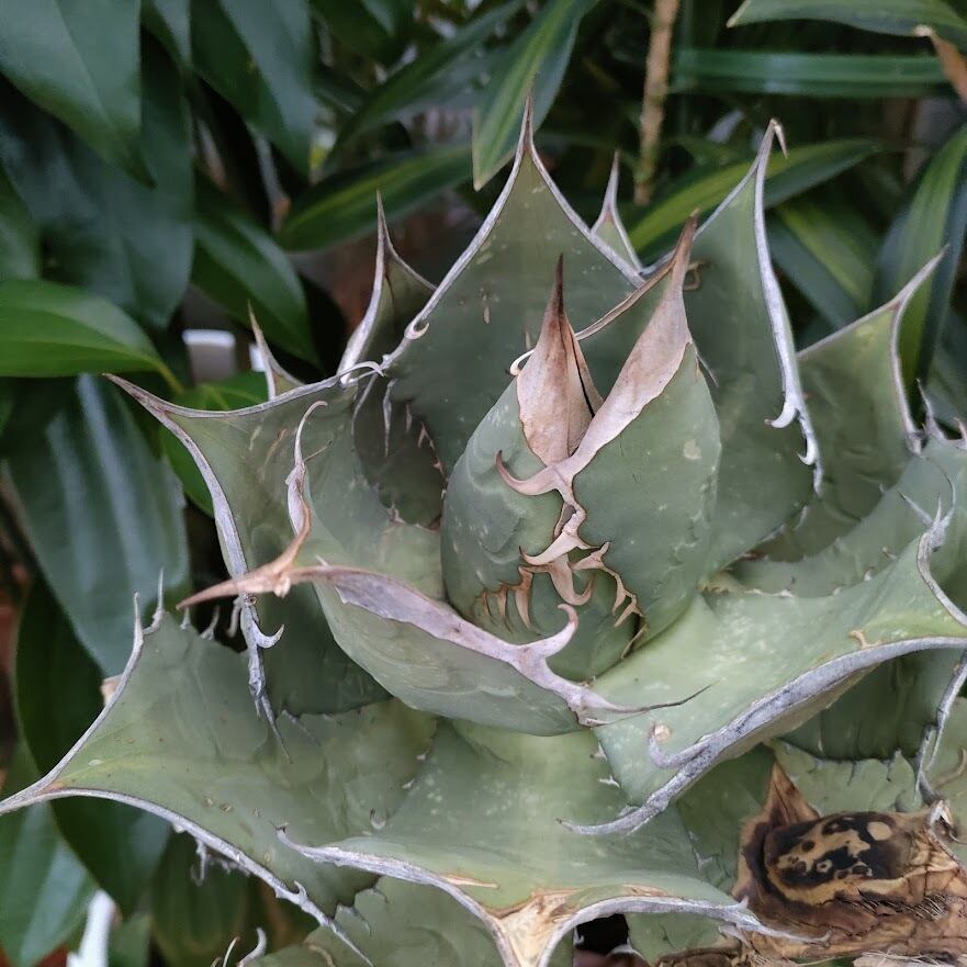 アガベ チタノタ オアハカ Agave titanota Oaxaca 12