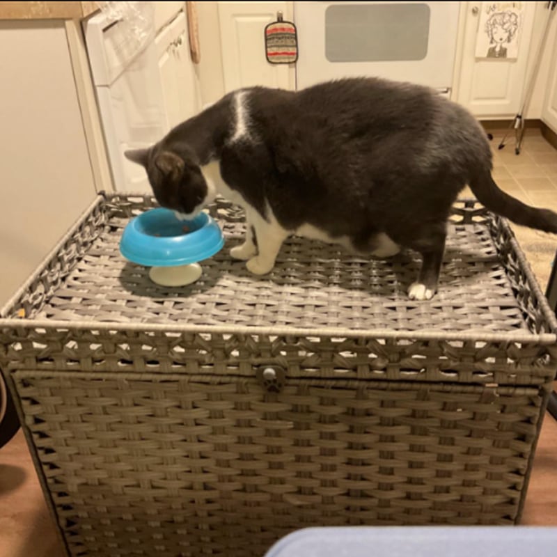 ペットハウス ペットケージ ラタン 大きめ キャットハウス 猫 犬