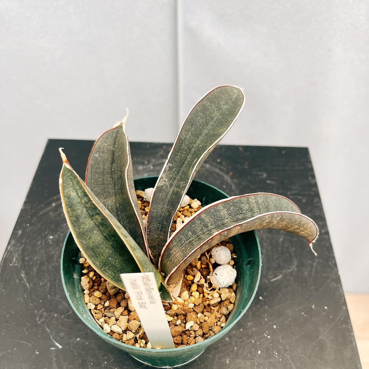 現品］【希少】サンスベリア ハリー ピンクバット 3号 観葉植物 室内