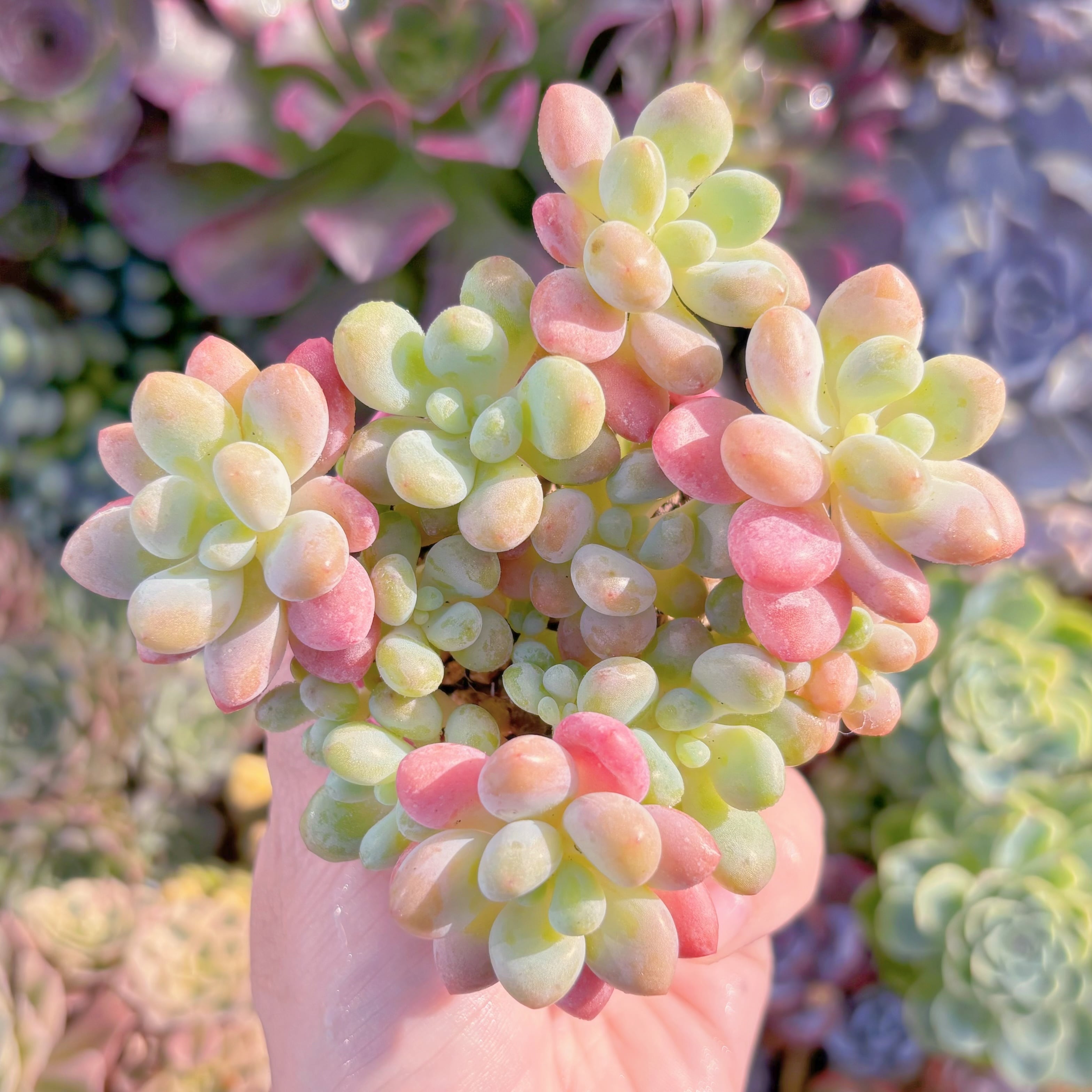 多肉植物　Daphne　群生　新入荷　るる農園