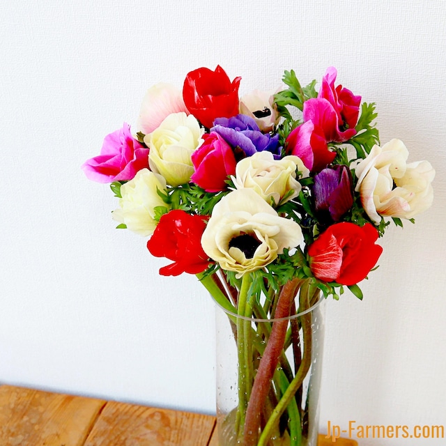 信州諏訪　アネモネ（ミストラルプラス）　20本