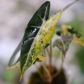 アロカシア バンビーノ イエロー / Alocasia bambino variegated 'Yellow' / 観葉植物