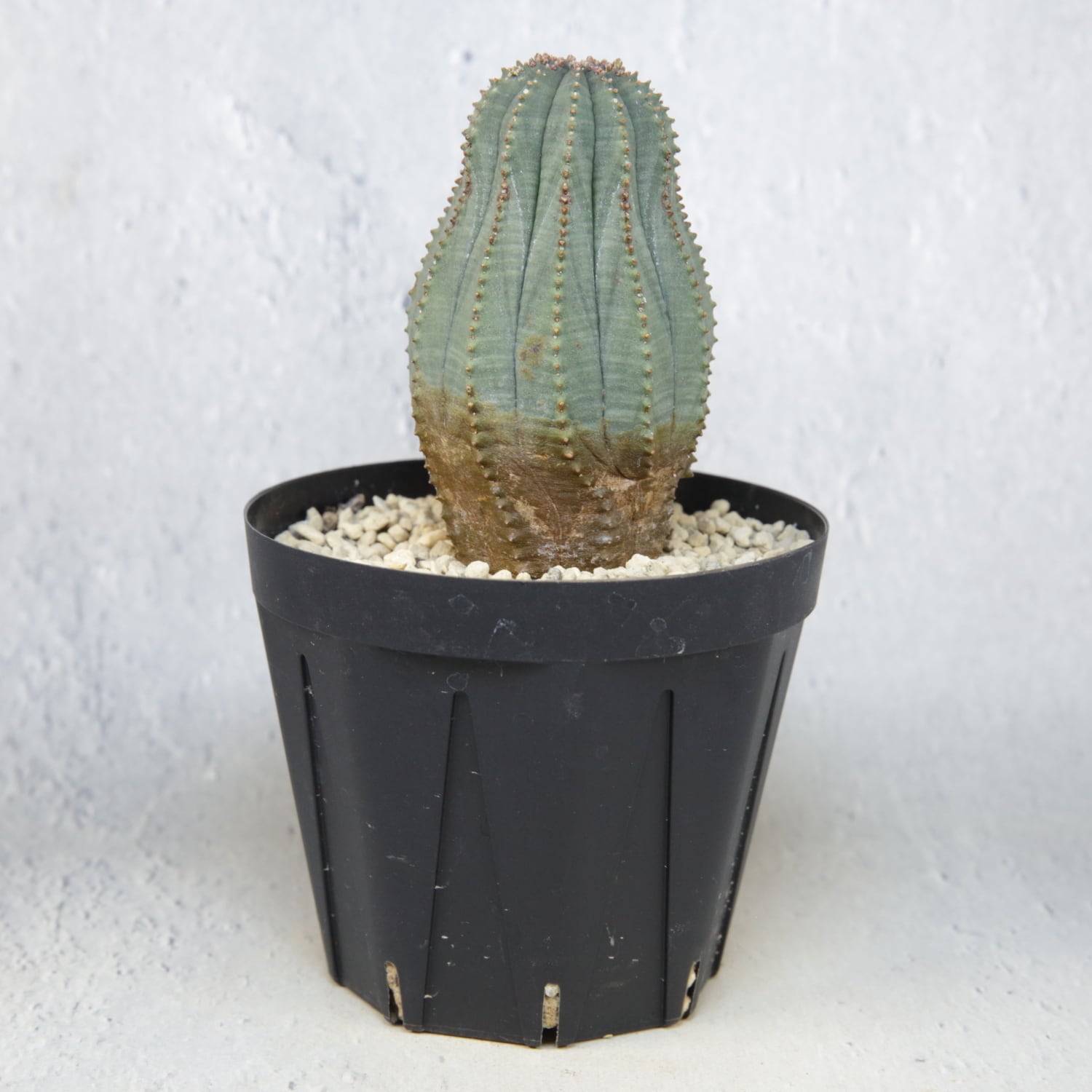 オス株 木質化 マウンテン オベサ / ユーフォルビア | LIGHTHOUSE