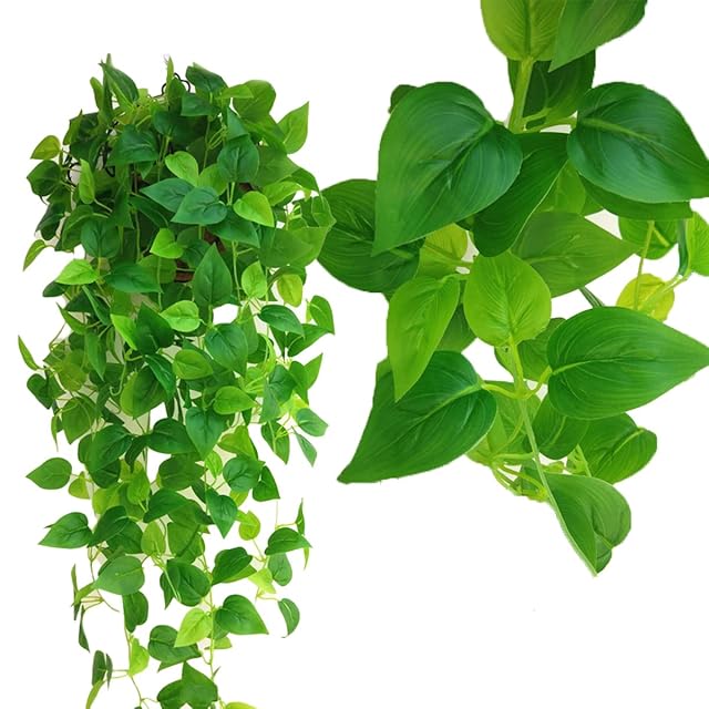 MEZCALERO seeds Agave OTEROI(2025年1月中旬撮影) | Pay ID