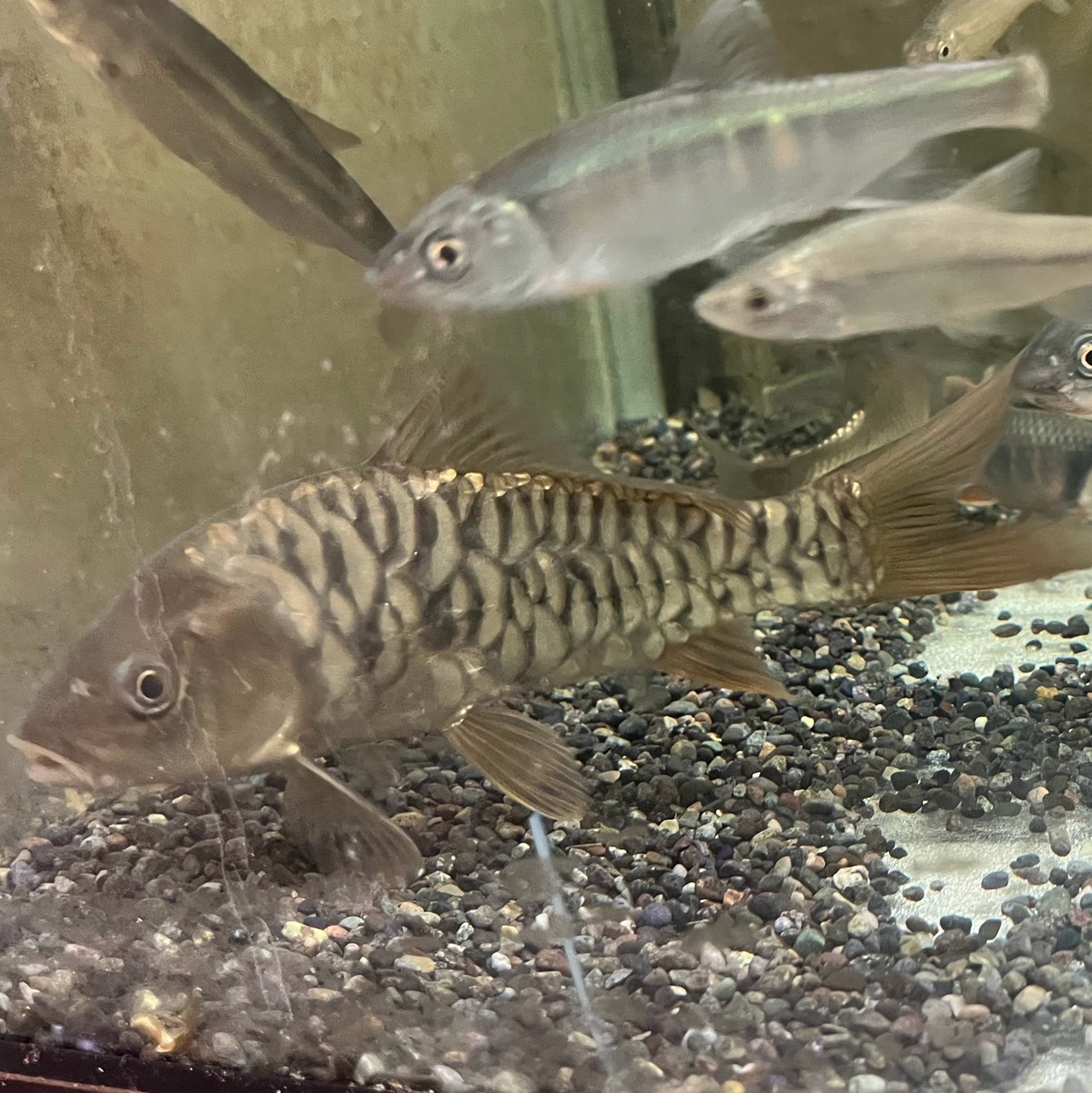 （淡水魚）ドイツマゴイ／真鯉（養殖）　20ｃｍ±（1匹）（現品）【生体】