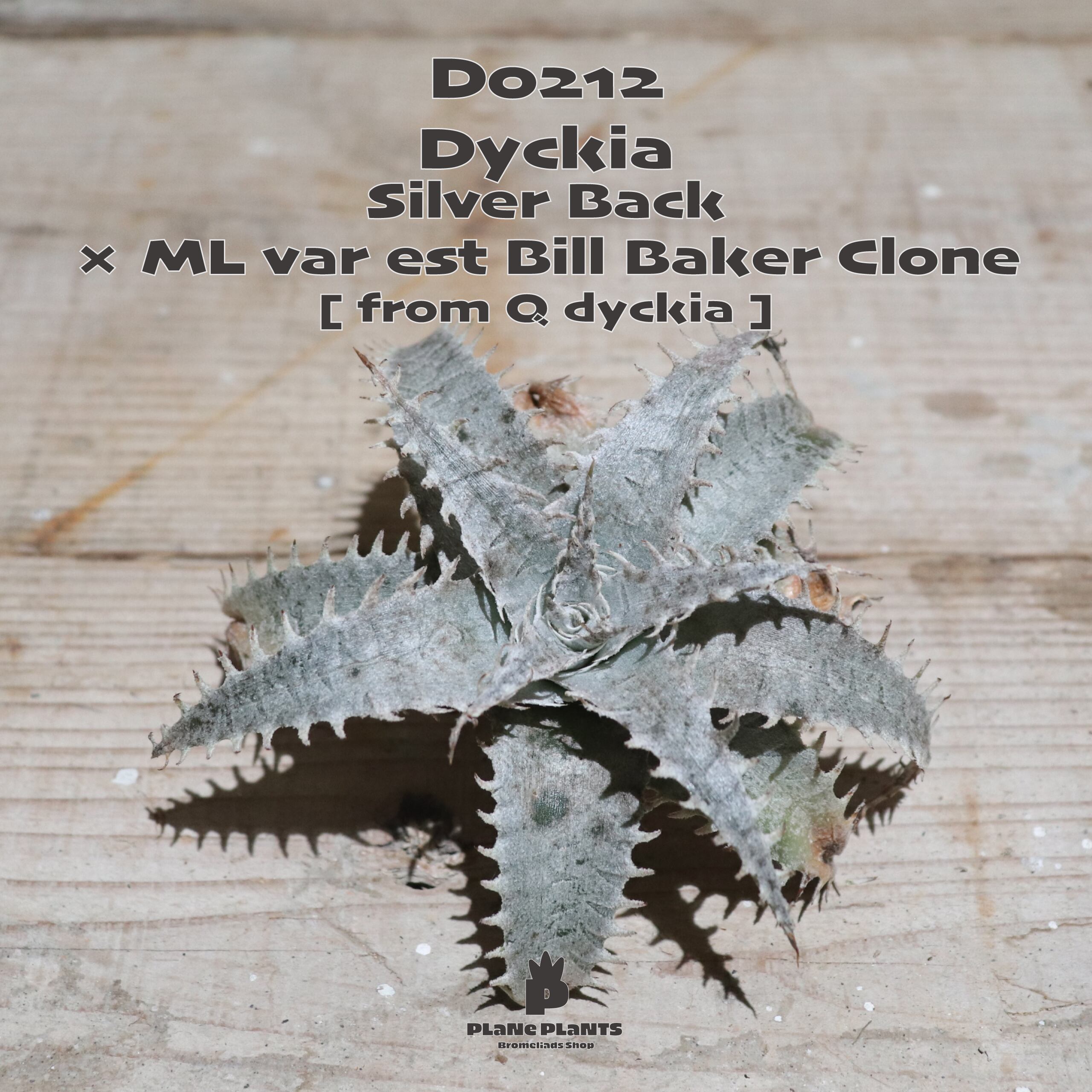 【送料無料】Silver Back × ML var est Bill Baker Clone 《ベアルート株》〔ディッキア〕現品発送D0212