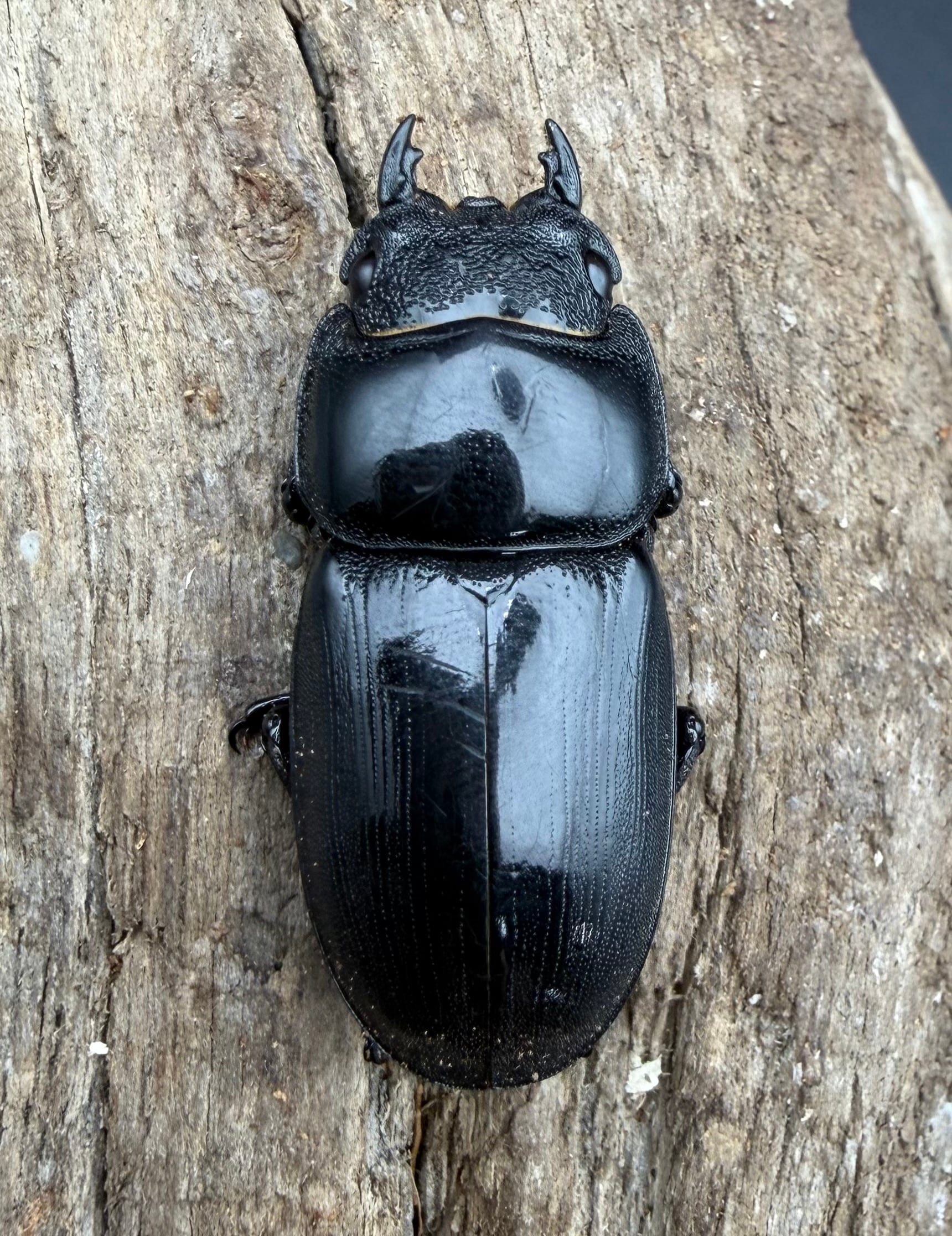 WD】《スマトラオオヒラタ パダン産 80.5mm ペア》 | KPW公式