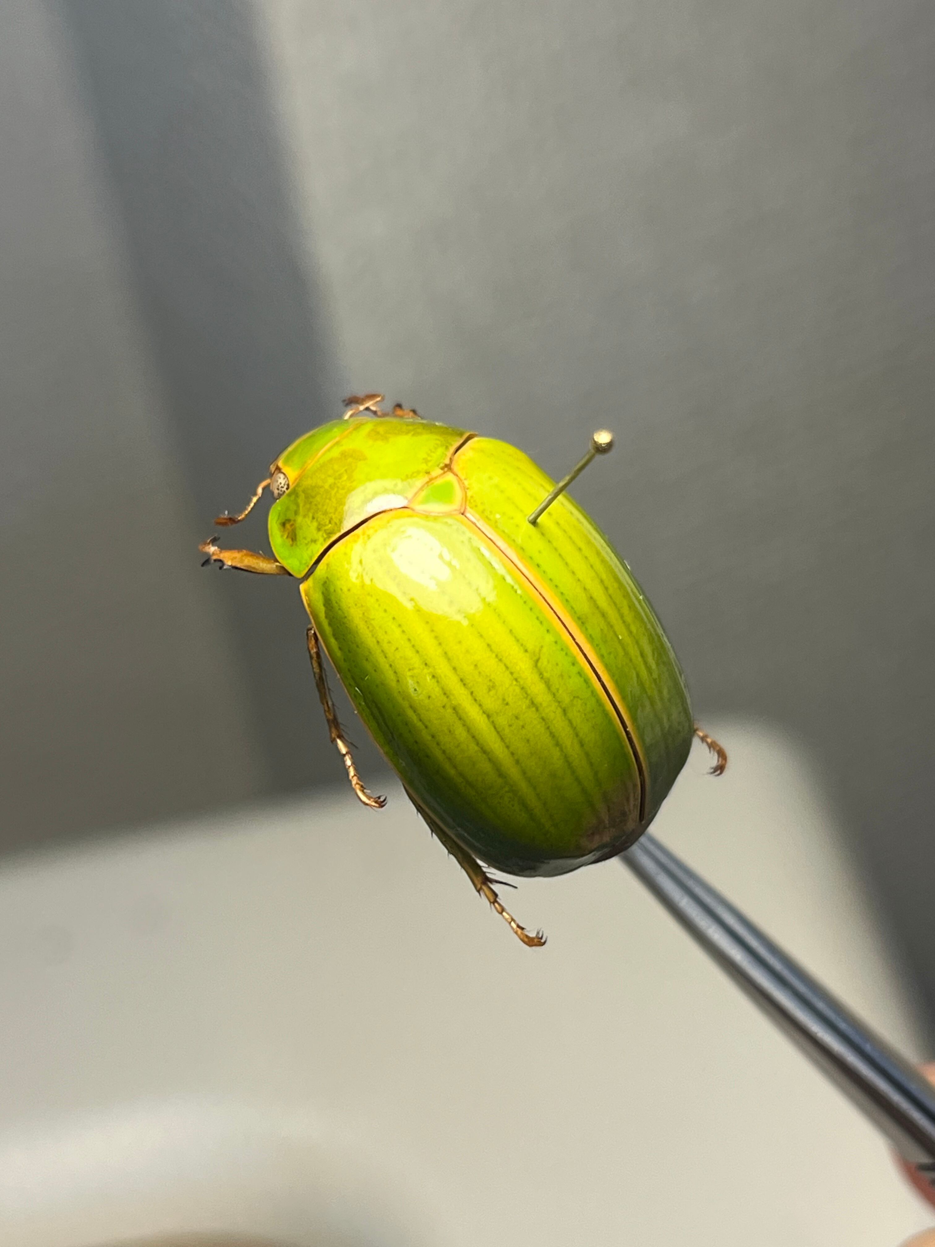 【18mm】Pelidnota sumptuosa プラチナコガネ コガネ標本 18mm】Pelidnota sumptuosa プラチナコガネ コガネムシ ハムシ