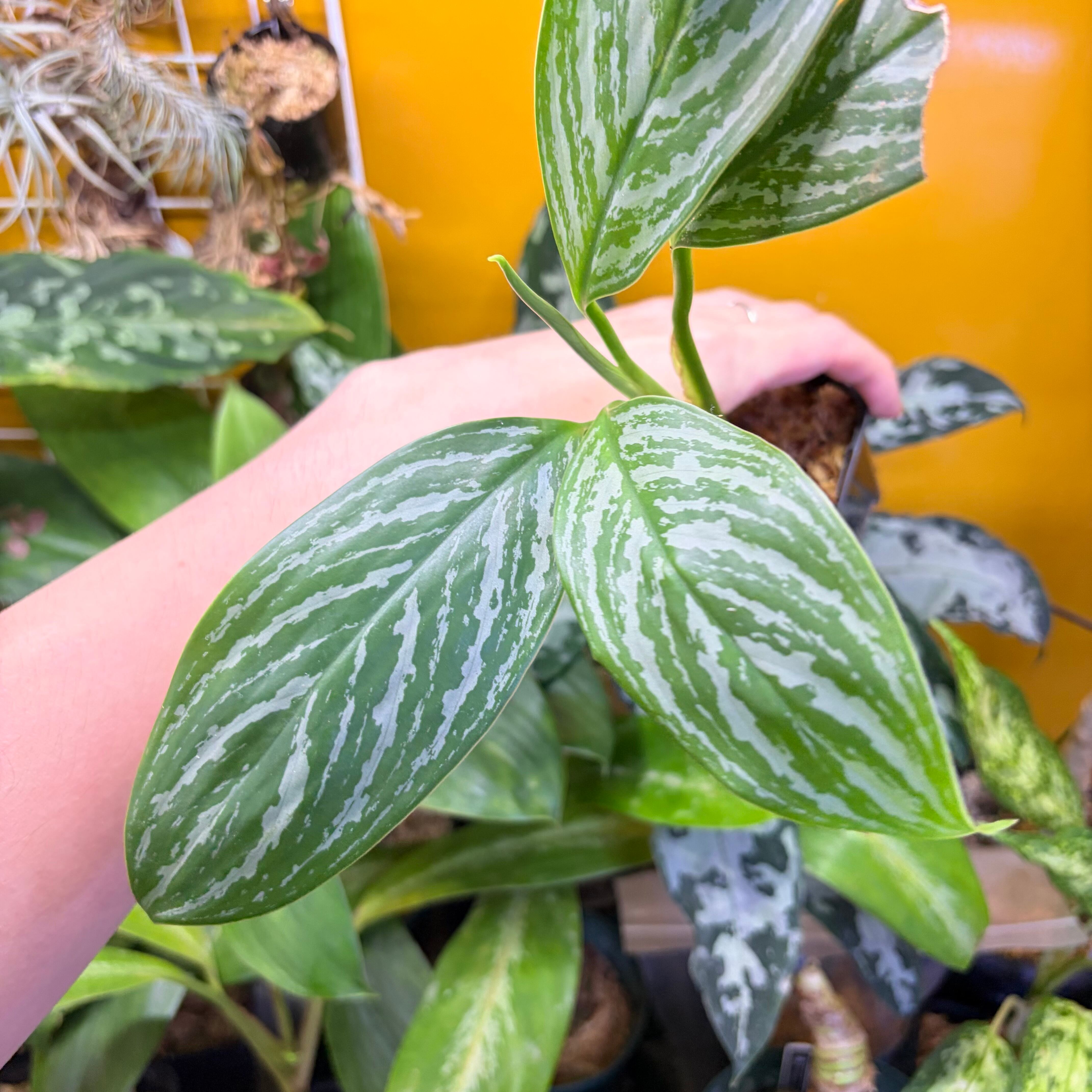 Aglaonema nitidum 