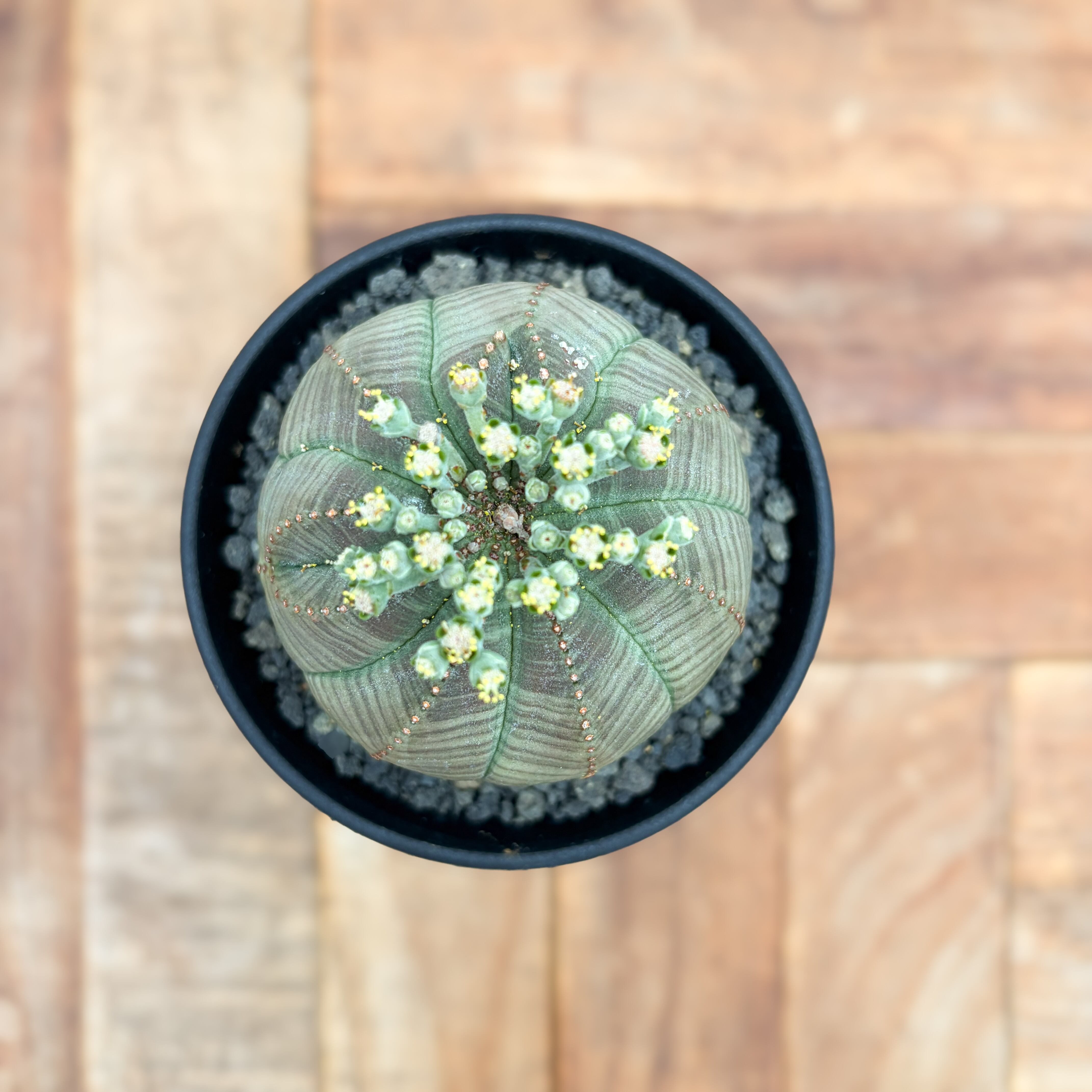 パ*ル様 ① ユーフォルビア オベサ 実生選抜 大株 ライムグリーン Euphorbia obesa【ユーフォルビア・オベサ・実生】 | RIMO'S GREEN