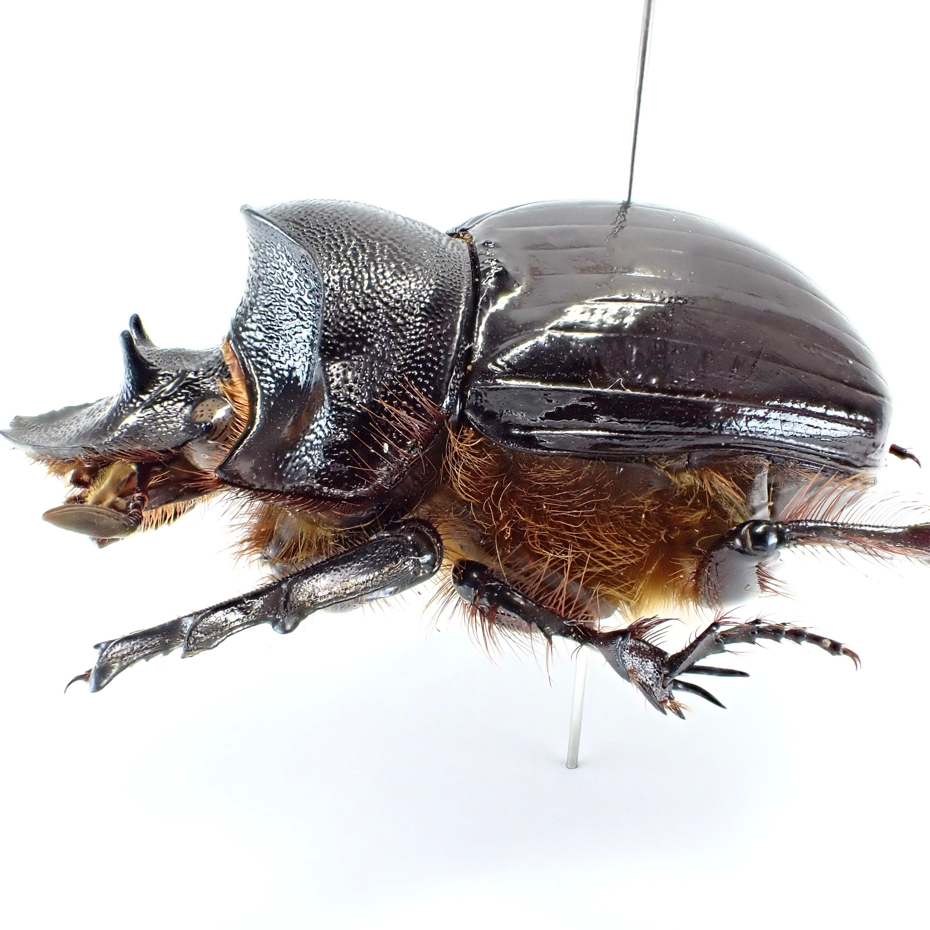 ナミビア産 Heliocopris faunus ♂ 35mm | 昆虫標本 Diggers & Rollers