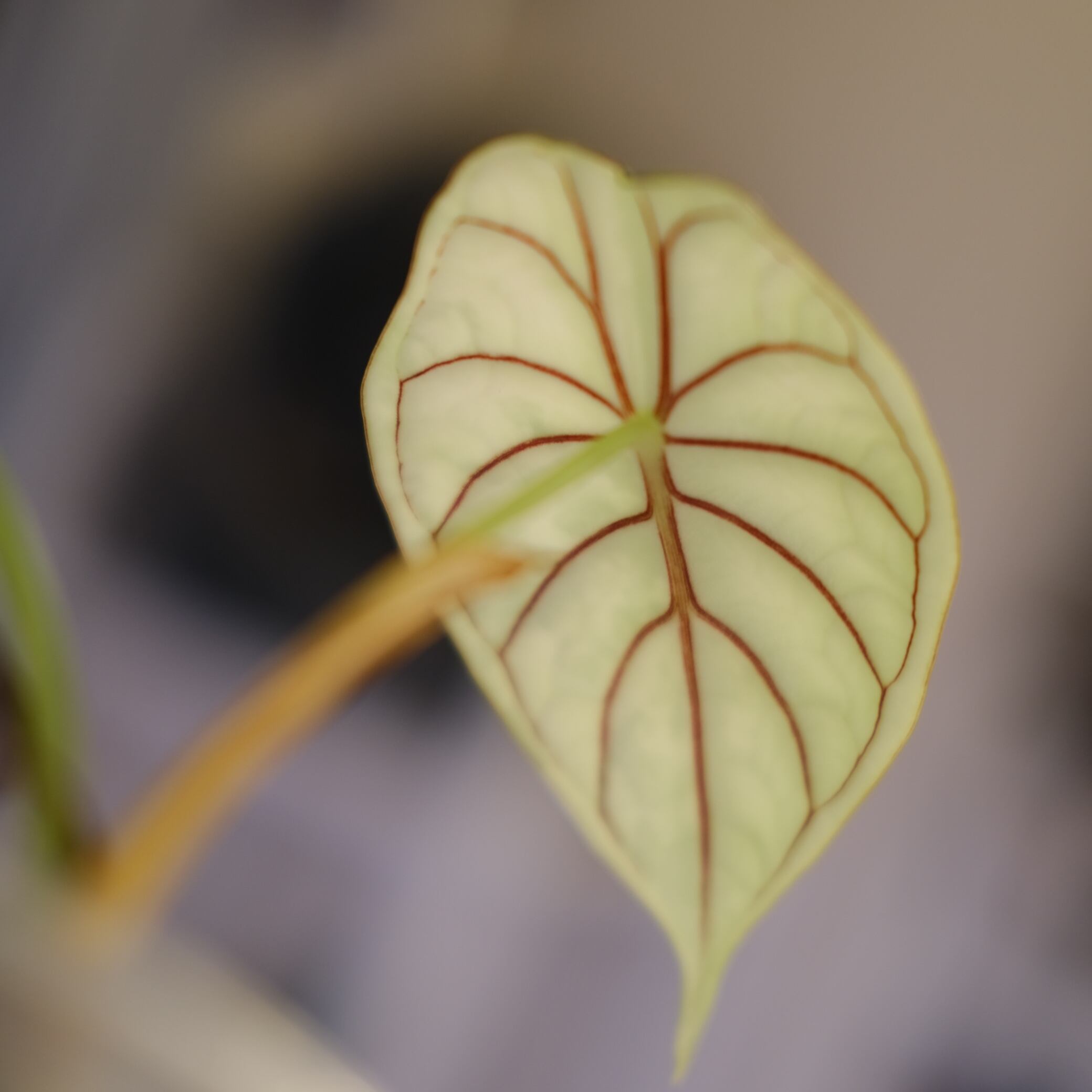 Alocasia dragon scale varigated⑧│アロカシア ドラゴンスケール 斑