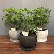 【秋の植え替えフェア対象】【セット】シェフレラ　レナータ