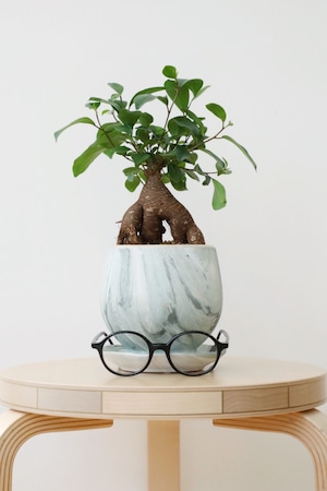 【S】ガジュマル/Ficus microcarpa